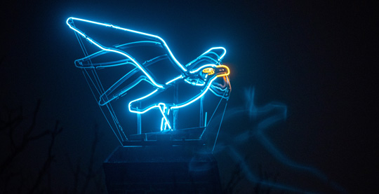 Na tle nocy błękitny neon w kształcie mewy. Studentka malarstwa Jessica Rossolini współautorką neonu „Mewa”.